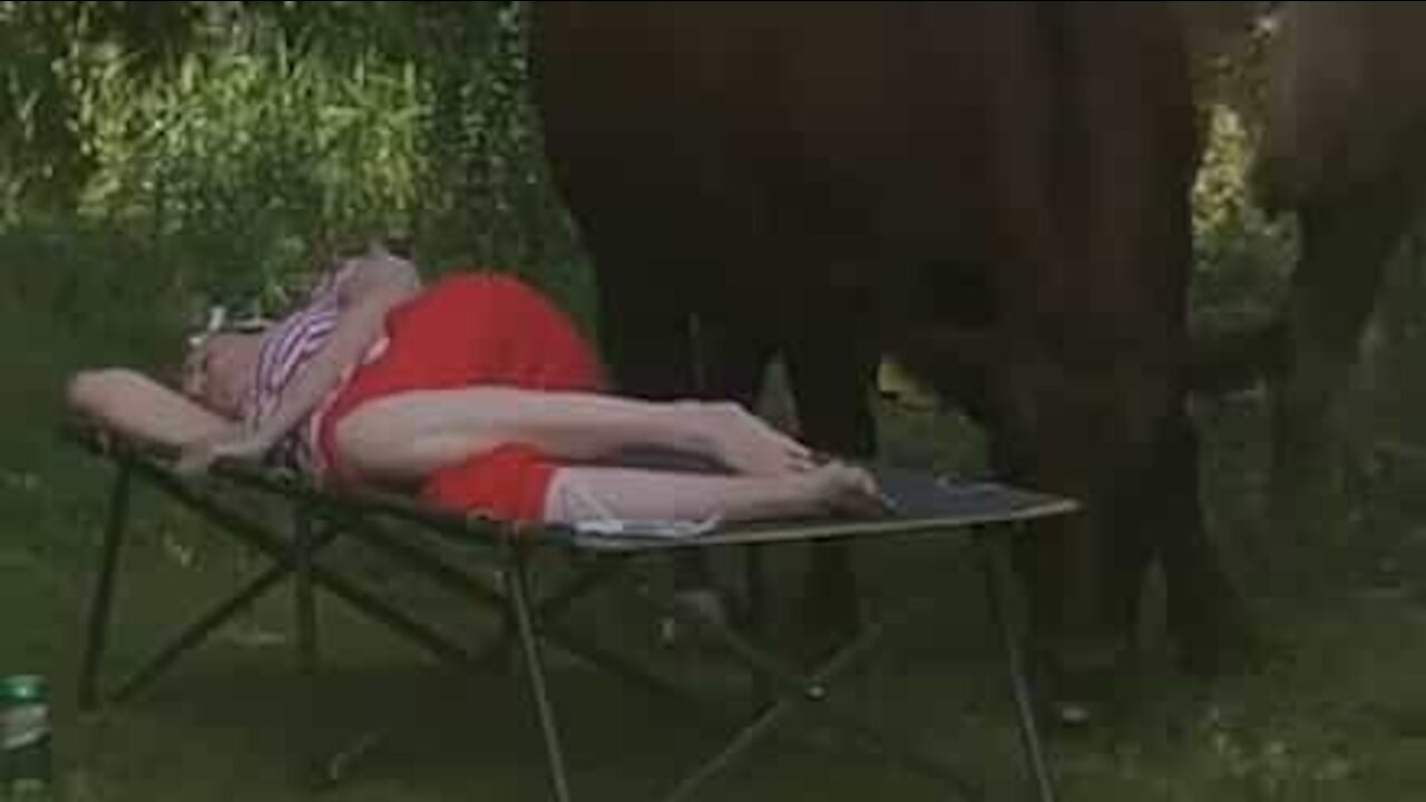 Une femme se réveille de sa sieste entourée de vaches