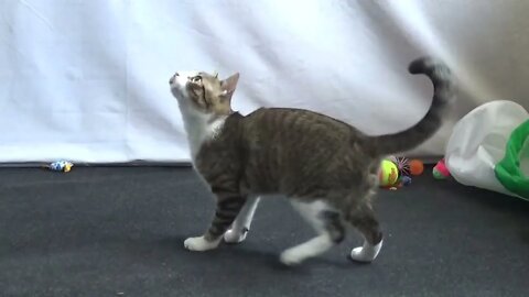 Kitten Loves the Grey Fur Toy