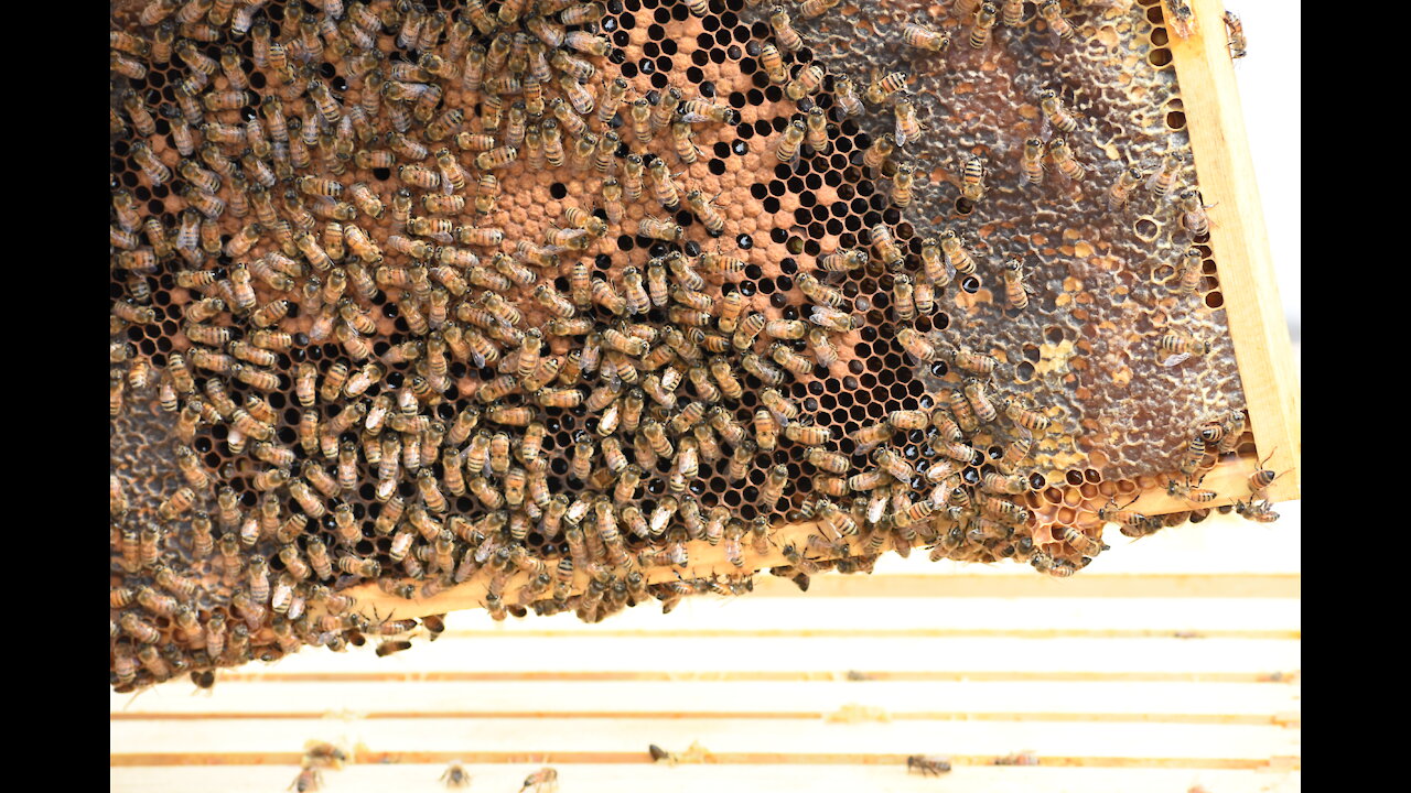 First Hive Inspection