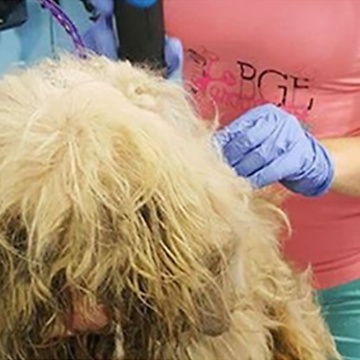 Otvorila je salon usred noći da bi ošišala psa