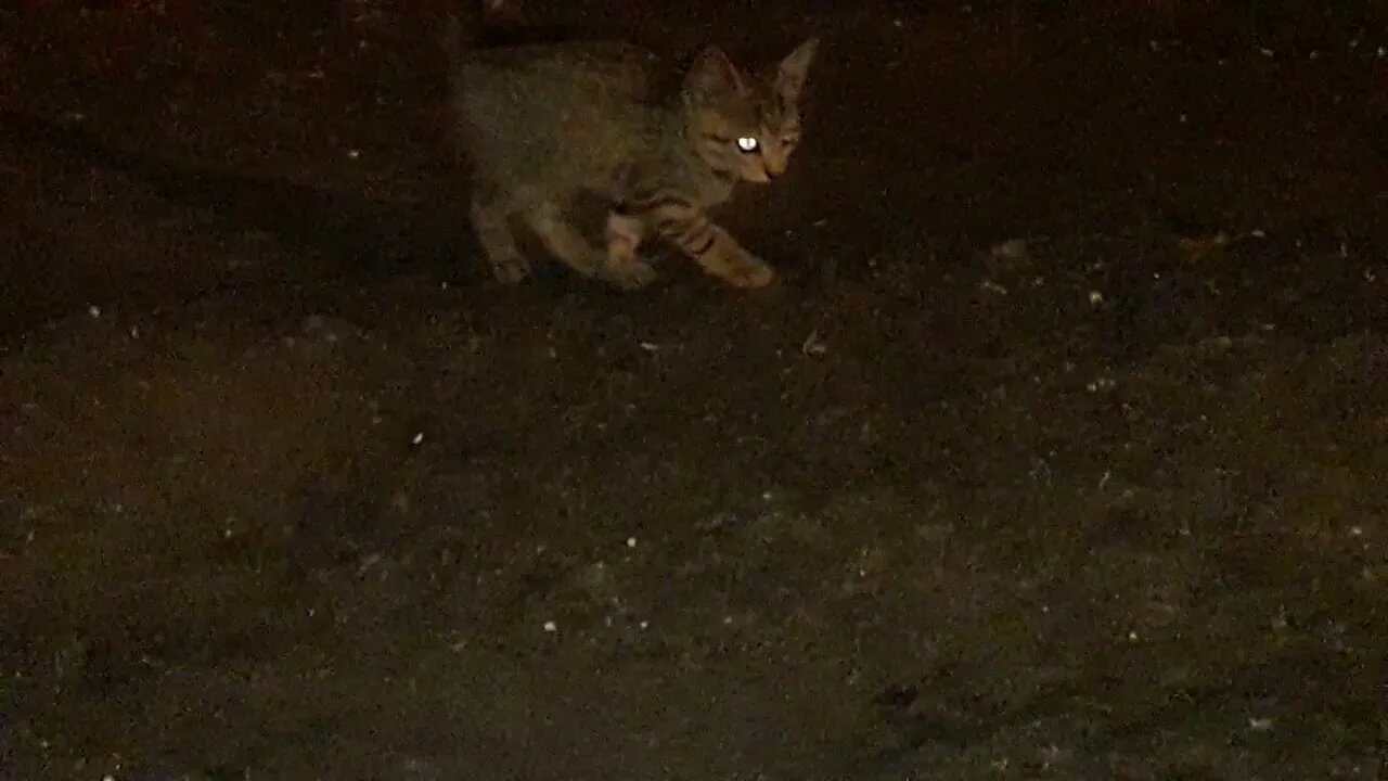 Laser eye feral kitten🐈