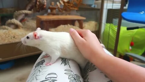 Are Rats good pets for children?