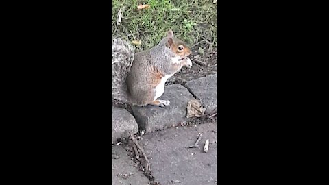 Squirrel closeup