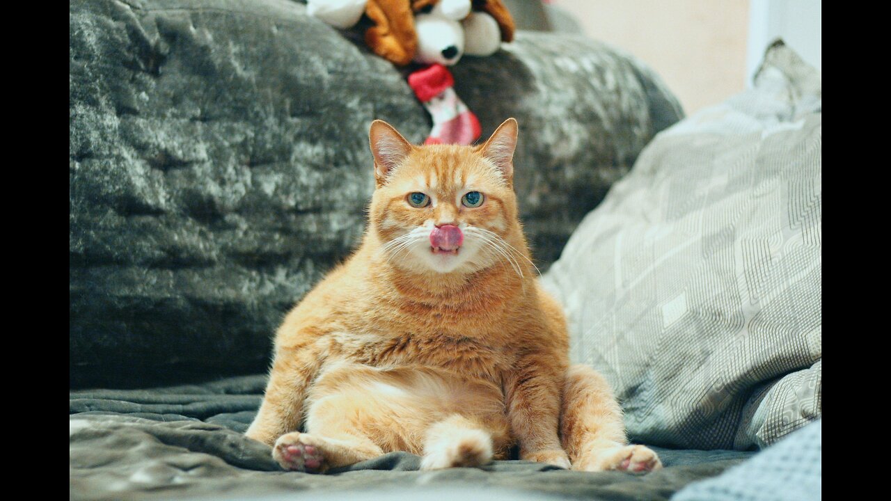 Funny And Cute Cat'S Life Cats And Owners Are The Best Friends Videos