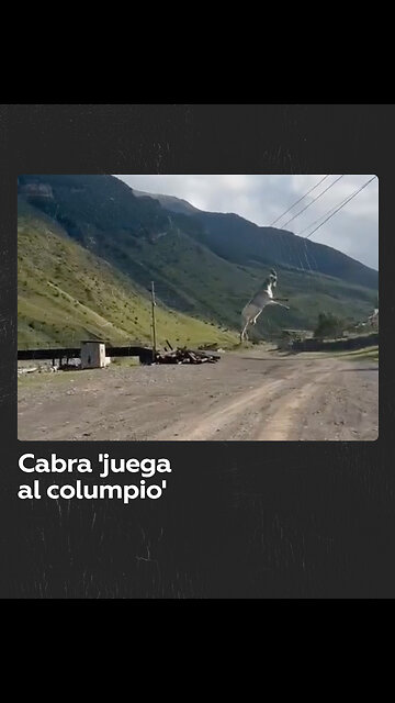 Una cabra queda colgada de cables de electricidad tras saltar de un camión