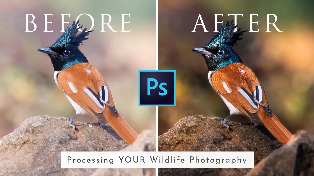 Processing YOUR Wildlife Photography Ep. 1 + UPCOMING SERIES Announcement