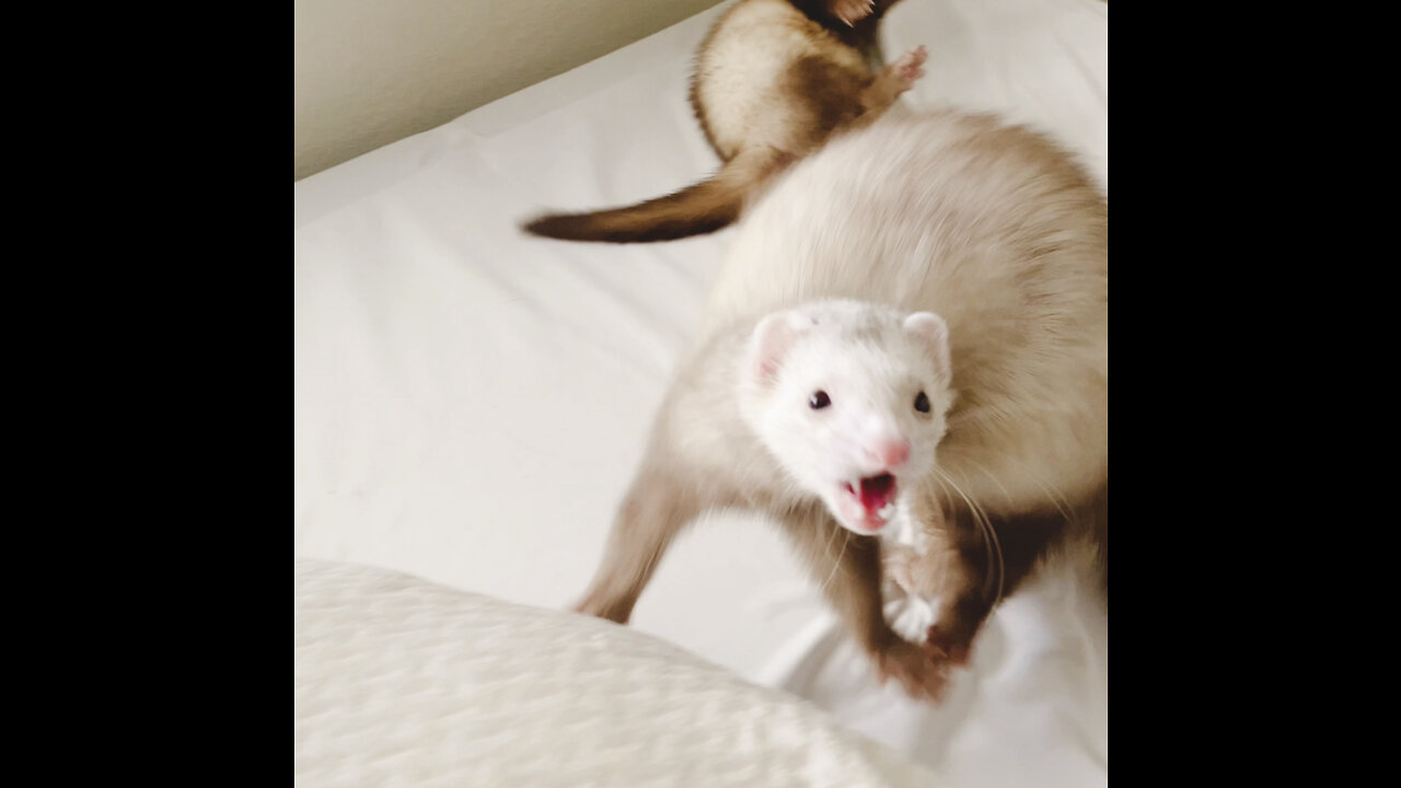 Adorable Ferrets Playing