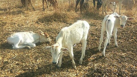 More Cows Group Video For Children | Cow Videos for Kids and Parents | Farm Animal for Kids
