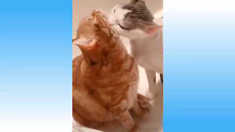Naughty cat and funny video