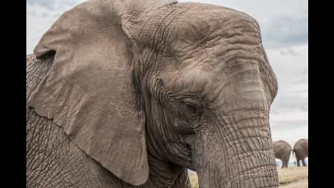 Elefante salvato dopo 40 anni di vita in cattività