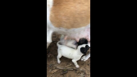 Puppies are sucking their milk