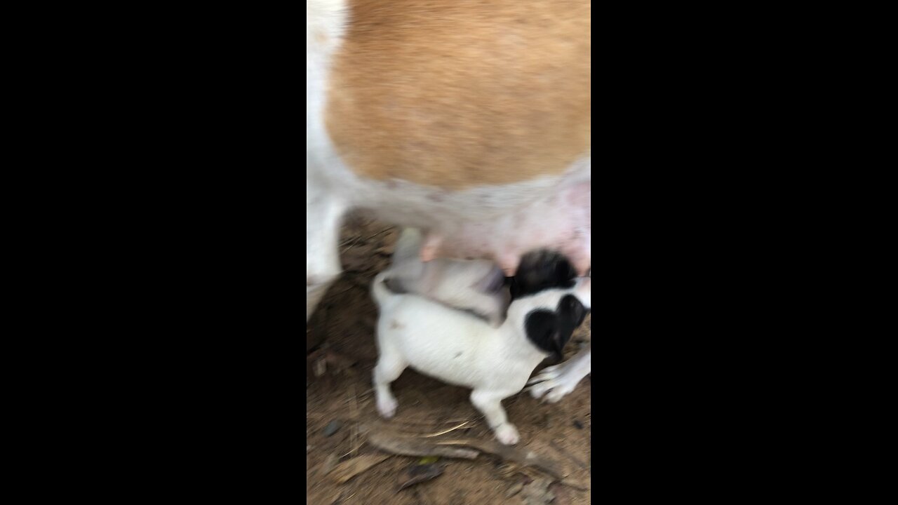 Puppies are sucking their milk
