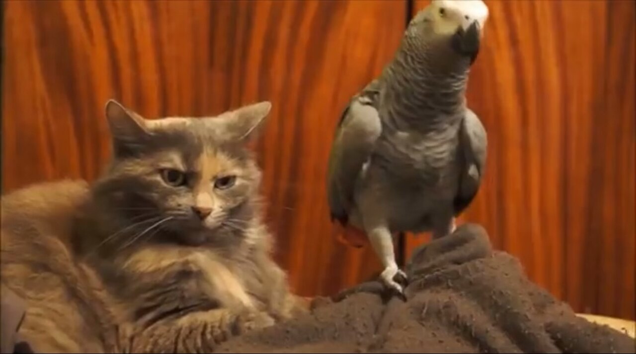 Parrot annoys cat😿🥹