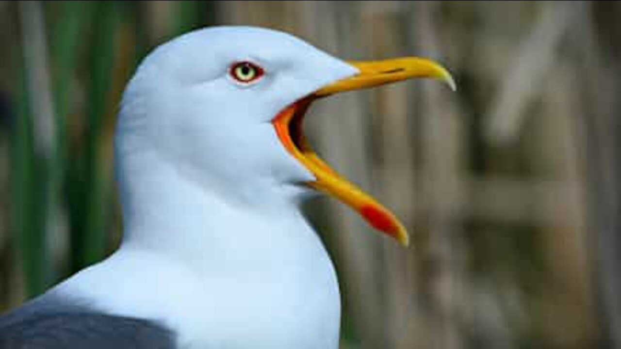 Une mouette dévalise un supermarché