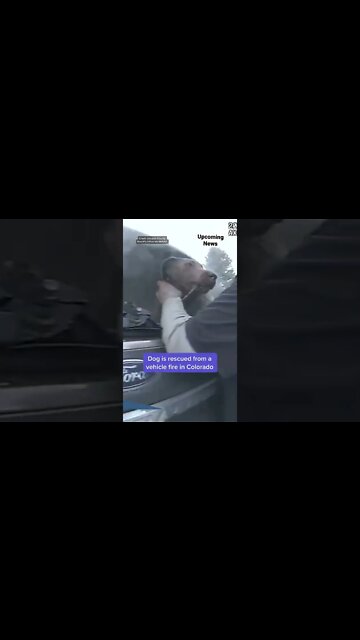 Bodycam footage shows #police rescuing a distressed #dog from #shorts #Colorado . #yahoonews #news