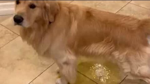 Dog is so afraid of heavy rain that he pees at home