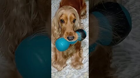 #dogshow , #animals , #dogs , #shorts