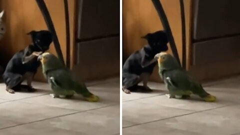 Parrot and doggy are clearly very good friends