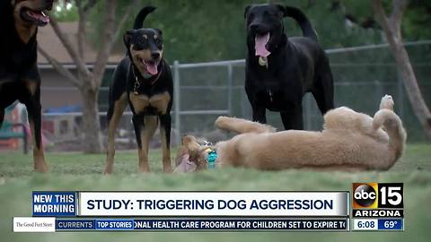 Why do dogs get aggressive? Study says it has nothing to do with breed