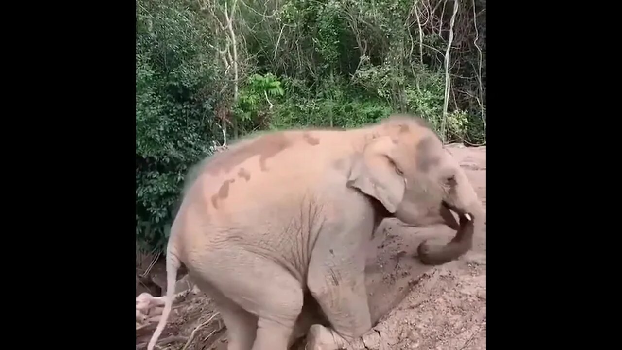 Baby elephant 🥰🥰😍