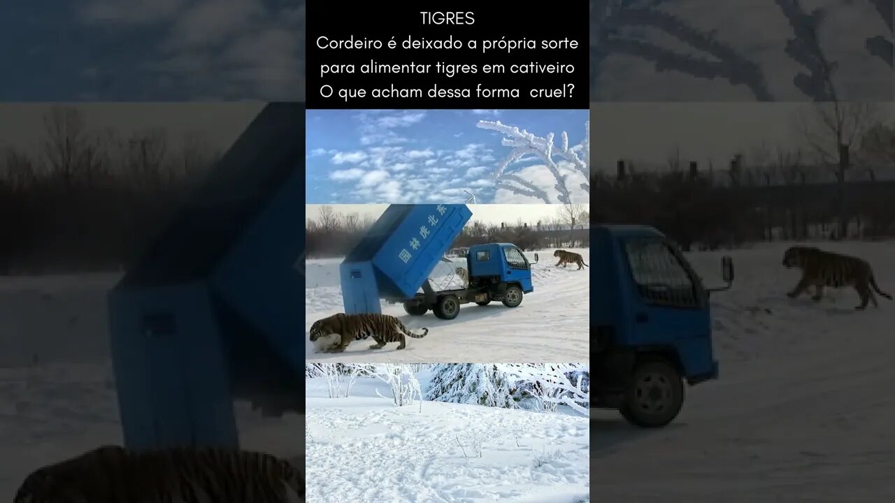 Tigres são alimentados por cabras ainda vivos - o que acham?