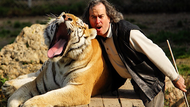 Fearless Man Has Five Tigers And Two Lions For Beast Buddies