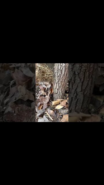 Building a Bushcraft Table. #shorts #bushcraft #build #woodcraft #woodwork