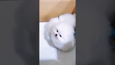 WHY.ARE.YOU.SO.CUTE??? #Puppy #Dogs #Shorts #Puppyvideo #Shortvideo #dog #doglover #cutedog #puppylo