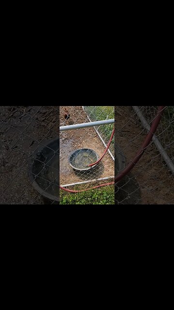 How much would you pay if you didn't have to water your chickens six months of the year #automation