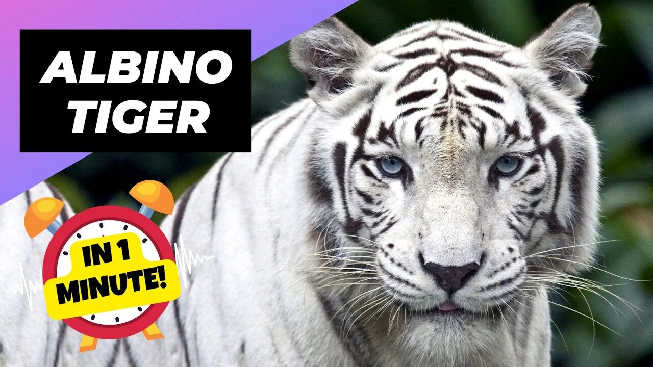 Albino Tiger - In 1 Minute! 🐯 One Albino Animal You Have Never Seen | 1 Minute Animals