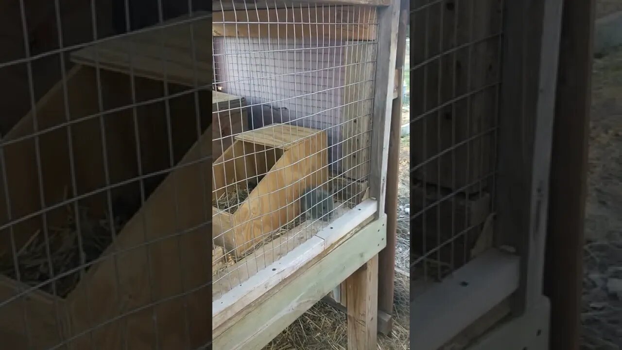 Baby rabbits trying to get under momma!