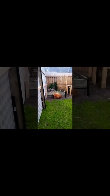 Hennessy The Lucky Rooster