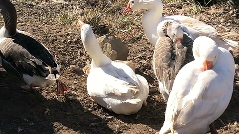 Long visit with geese in new enclosure. They need to be locked up to nest to protect from predators