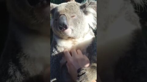 Wolverine also like Massage | #Shorts #Animals #Wolverine