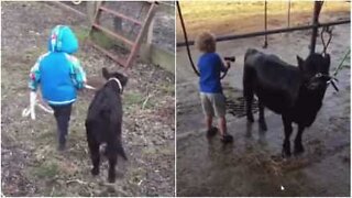 Une amitié improbable entre un veau et un fils de fermier!