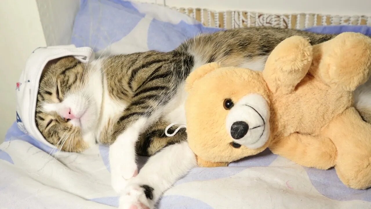 Baby Cat with a Blue Cap and Plush Toy