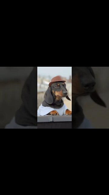 This Dog Has Swag 🐕