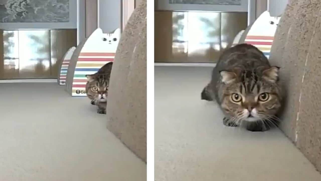 Cat trying to sneak attack ,amazing reaction