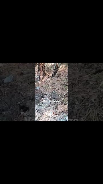 Van snooze is always enjoyable. #walk #shorts