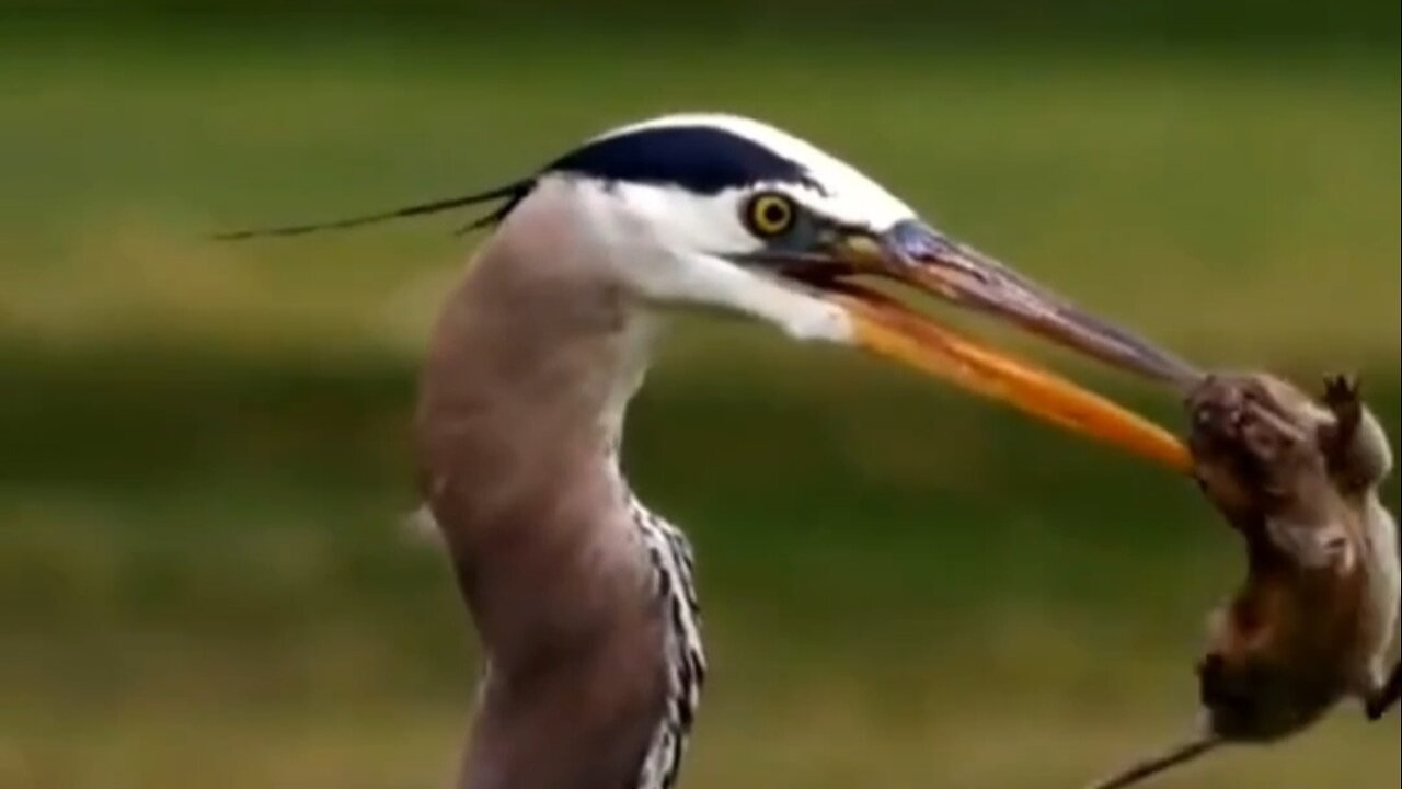 Timing and accuracy for a dilicious meal.Birds hunting skill