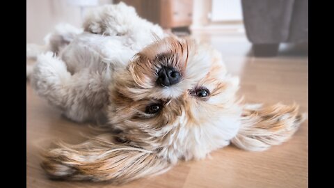 Funny little dog family