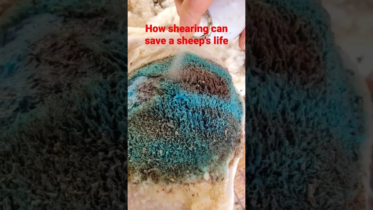 saving animal lives #sheep #shearing #sheephusbandry #lambing #sheepsheep #sheepfarming #sheepshed