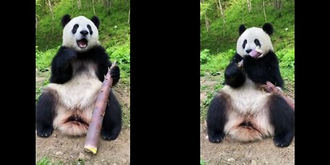 Big gigantic panda eats carrot and giant Bamboo shoots with hungry