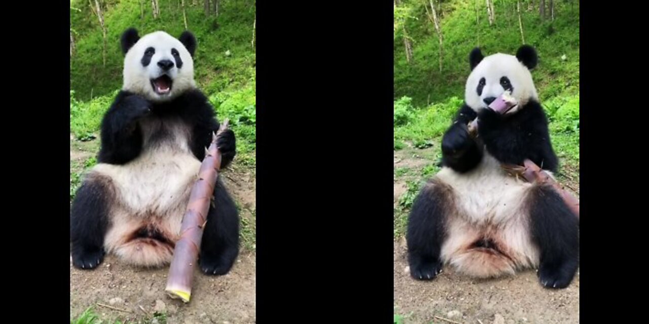 Big gigantic panda eats carrot and giant Bamboo shoots with hungry