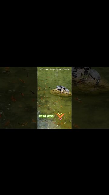 Cruising Through Summer Sounds 🌞🚗 Ultimate Road Trip Music Collection