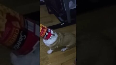 EIN likes cheese crackers #corgi #cardiganwelshcorgi #shortdog #cheesecracker #trexlegs #headstuck