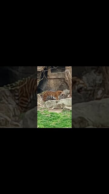 #stlouis #zoo #tiger