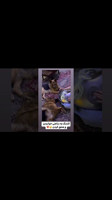 The dog love song Dog listen to song 1 h cat love music dog cat love song cat Jlo lady gaga تیدا سگ