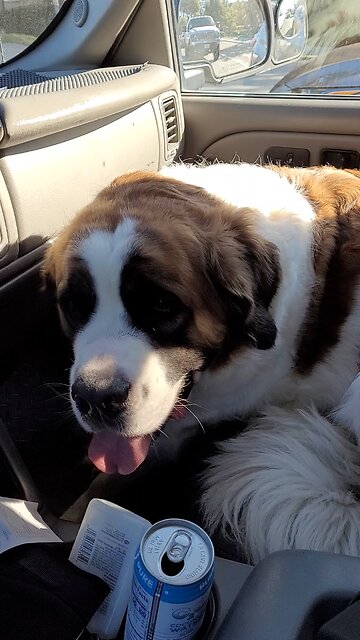 Giant dog is a big scared cat