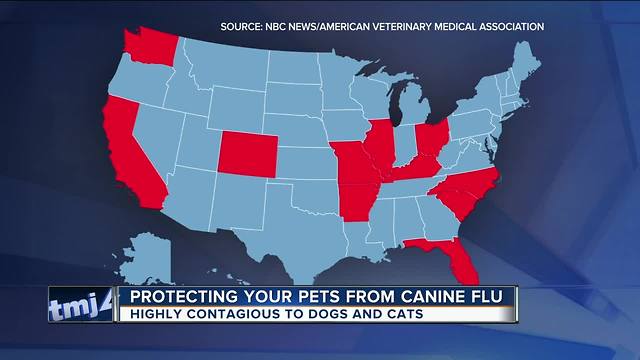 Dog flu: What you need to know to keep your pet safe